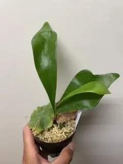 食虫植物 ネペンテス (ビーチxローウィ)x(バービッジアエxエドワード