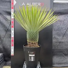 か*ず様 【AL1130】ユッカ　リギダ AL1302】ユッカ リギダ - メルカリ