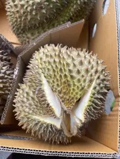 ブラックソーンドリアン 約3kg 数量限定】ブラックソーンドリアン 約3kg - メルカリ