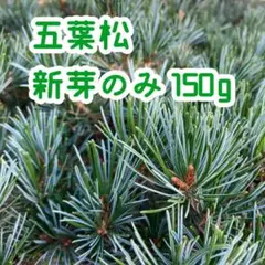 2025年最新】黒松 松葉の人気アイテム - メルカリ