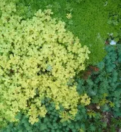 セダム3種類セット　森村万年草　パリダム　黄金丸葉万年草　カット苗