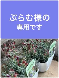 リナリア・リップルストーン