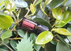 ❗️誤開封 未使用 最安】ドテラ ジュニパーベリー 5ml 期限27年2月
