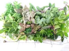 多肉植物寄せ植え　ブロンズ姫、ルビーネックレス、セダム、ブローメアナ、虹の玉等