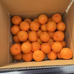 愛媛県産　今津ポンカン　5キロおまけ付き　中部、関東、北信越専用