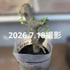 オリーブの木 剪定枝 22センチのサムネイル