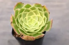 アエオニウム・Green Lemonのサムネイル