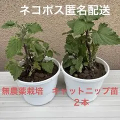 무농약 개박하 묘목 2개
