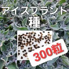 お得!!アイスプラントの種　３００粒