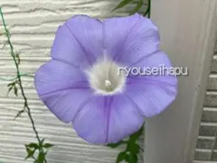 みる様 リクエスト 3点 まとめ商品