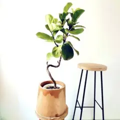 Premium Plants】フィカス ジョイハート 新品種 登録品種 曲がり
