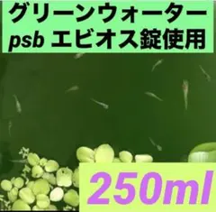 グリーンウォーター(psb 光合成細菌　ホテイアオイ　メダカ　水草　ゾウリムシのサムネイル