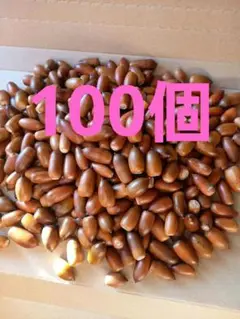 どんぐり　マテバシイ　100個