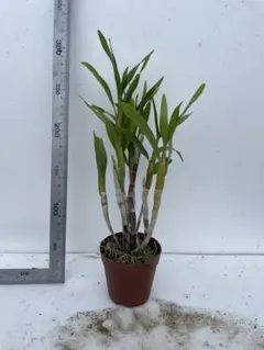 デンドロビウム 札落ちのサムネイル