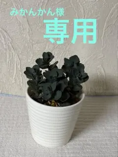 みかんかん様　専用