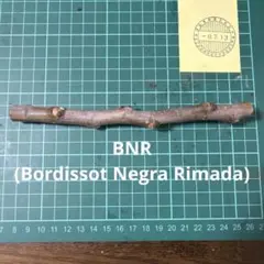 BNR穂木　イチジク穂木　いちじく穂木のサムネイル