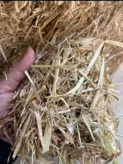 小動物 牧草 オーツヘイ 飼料 2kgのサムネイル