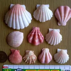 m様 リクエスト 3点 まとめ商品