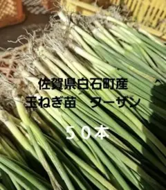 2026年最新】ターザン 苗の人気アイテム - メルカリ