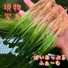 2026年最新】水草 種類：ホシクサ 水草の人気アイテム - メルカリ