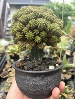 ユーフォルビア　セプルタ　群生　接木　美株 ユーフォルビア セプルタ 群生 接木 美株 - メルカリ