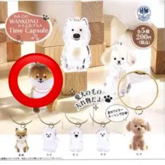 【わんこのタイムカプセル】柴犬