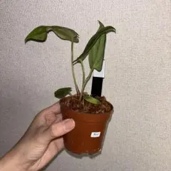 Anthurium AOS✖️RVDP斑入り - メルカリ