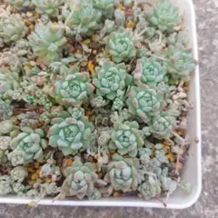 Top【選抜株】多肉植物 26036ピンクプロリフィカ 35個 鉢無し/脱土