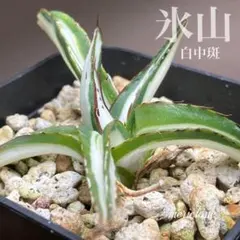 2026年最新】アガベ 氷山の人気アイテム - メルカリ