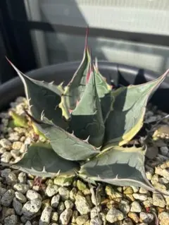 2026年最新】オバティサナの人気アイテム - メルカリ