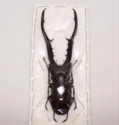 2026年最新】エラフスホソアカクワガタ 標本の人気アイテム - メルカリ