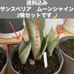 Dol / プロフ必読⑥　アレカヤシ①サンスベリアムーンシャイン2苗セット 2026年最新】サンスベリア ムーンシャインの人気アイテム - メルカリ