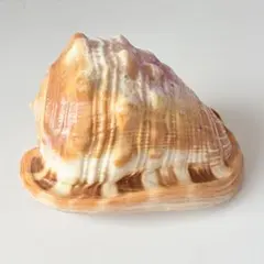 2026年最新】マンボウガイの人気アイテム - メルカリ