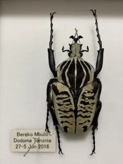 2026年最新】ハナムグリ標本の人気アイテム - メルカリ