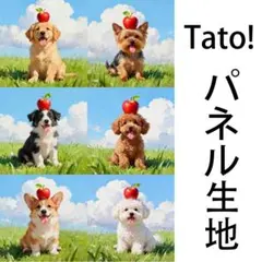 Tato !(=^・^=)パネル生地 バランス名人 D65