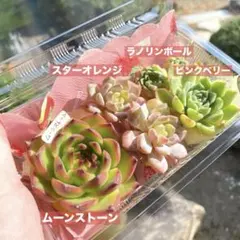 2026年最新】多肉植物 韓国苗 セットの人気アイテム - メルカリ