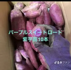 2026年最新】パープルスイートロードの人気アイテム - メルカリ