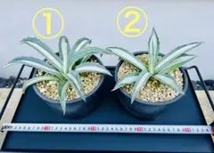 2026年最新】アガベ アメリカーナ 大株の人気アイテム - メルカリ