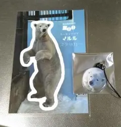 釧路市動物園 ホッキョクグマ マルル 2点セット