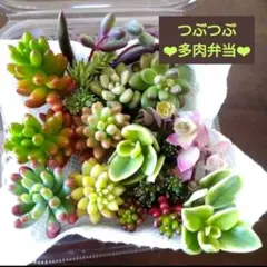 つぶつぶ多肉弁当 12種＋α 乙女心 レッドベリー ピンクベリー カリシアなど