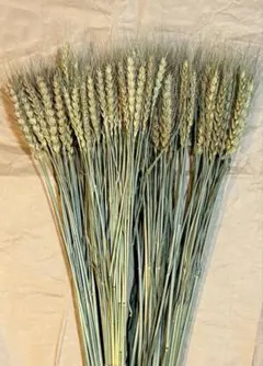 兵庫県産 自然栽培 農家が育てたオーツ麦穂付き インコのおやつ 100g