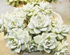 多肉植物 白牡丹 抜き苗 - メルカリ