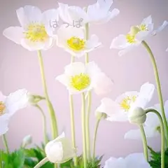 新品未使用品✧︎ アナと雪の女王2 クイーンアナ グリーン ドレス 衣装 アナと雪の女王II クイーンアナ ドレス