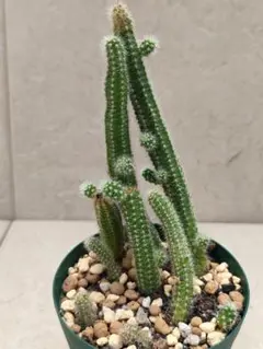 観葉植物 サボテン 柱サボテン 鉢植え、抜き苗4 - メルカリ