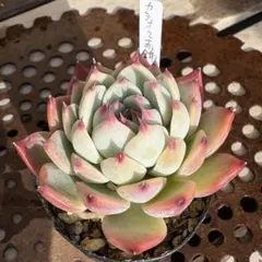 サボちゃんmm様 リクエスト 2点 まとめ商品