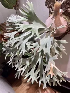 ヨシムラ植物商店様 リクエスト 2点 まとめ商品