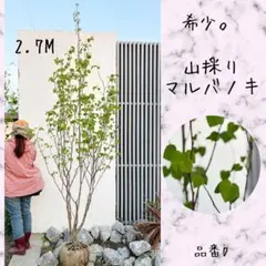 希少。美斑紋 山採りマルバノキ3.0M(鉢底から)品番B 希少。美斑紋 山採りマルバノキ3.0M(鉢底から)品番B - メルカリ