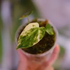 Monstera 'Miracle'｜モンステラ ミラクル｜観葉植物 - メルカリ