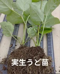 ウド苗 2 本 抜き苗 ネコポス発送予定 山うど 今年発芽した苗のサムネイル