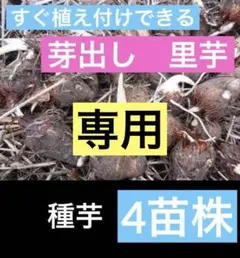 すぐ植え付け出来る 芽だし　里芋 土垂れ 種芋 4苗 無化学肥料 自然菜園 種苗 2026年最新】里芋 芽出し 苗の人気アイテム - メルカリ
